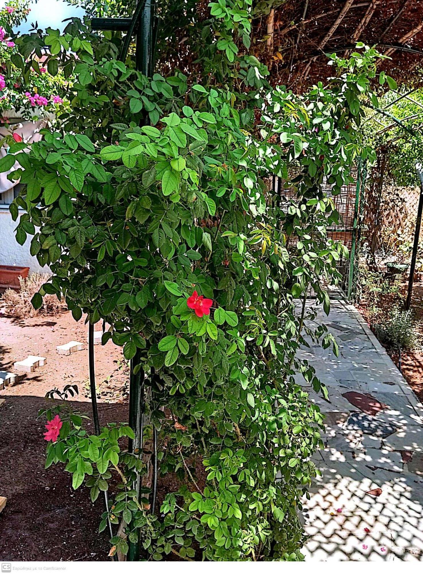 Εξοχικό Maria Ambelakia Exterior foto